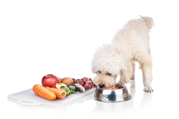 Cão saudável alimentando-se de vomitar carne crua dieta no fundo branco — Fotografia de Stock