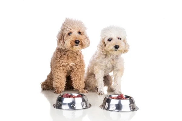 Gehorsame gesunde Hunde posieren mit rohem Fleisch, Fisch, Gemüse, Eiern, Zutatenfutter auf weißem Hintergrund — Stockfoto