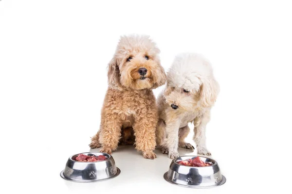 Υπάκουοι υγιείς σκύλοι ποζάρουν με ωμό κρέας, ψάρι, λαχανικά, αυγά, δίαιτα συστατικών σε λευκό φόντο — Φωτογραφία Αρχείου
