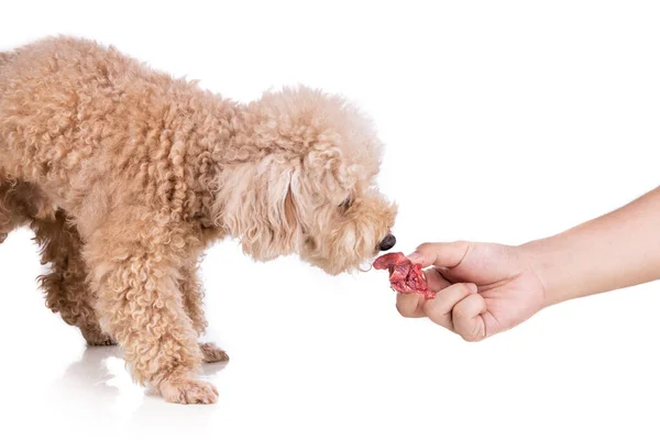 Χέρι σίτιση παχουλό ωμό κρέας barf διατροφή σε υγιή σκύλο σε λευκό φόντο — Φωτογραφία Αρχείου