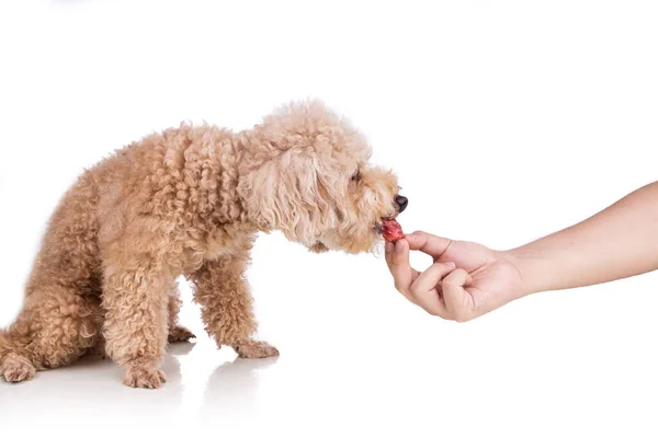 Hand voeden dikke rauwe vlees kots dieet om gezonde hond op witte achtergrond — Stockfoto