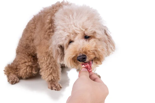 Alimentación a mano grueso carne cruda vómito dieta para perro sano sobre fondo blanco — Foto de Stock