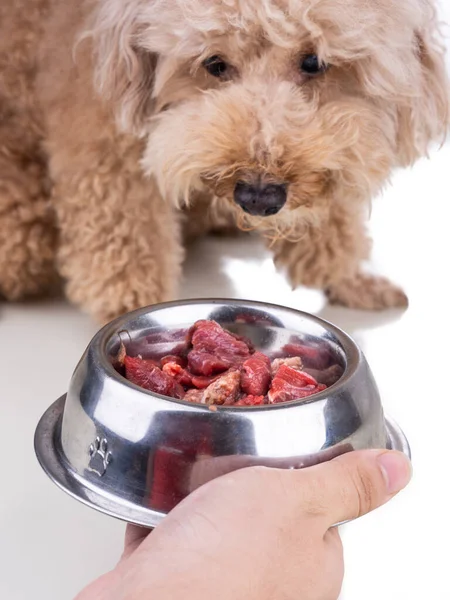 Hand feeding chunky raw meat barf diet to healthy dog on white background — Stock Photo, Image