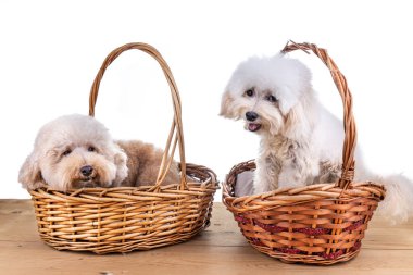 İki sevimli kaniş köpeği tahta zemindeki rattan sepetinde dinleniyor.