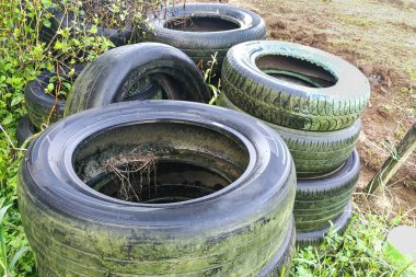 Terk edilmiş lastik tuzakları yağmur suyu, sivrisinek üremesi için zemin Dang hastalığına yol açıyor, sıtma hastalığına yakalanmış.