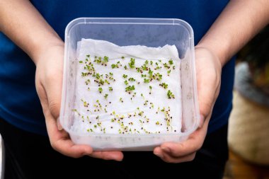 Person showing germinated seeds in moist water soaked kitchen towel within box clipart