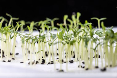 Çin ıspanak sebze tohumlarının yakın plan çekimi nemli suda filizlenmiş mutfak havlusuyla.