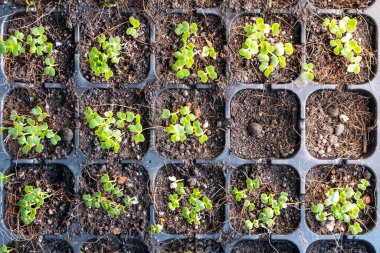 Çimento ekme tepsisindeki çimlenmiş sebzelerin gübre dolu görüntüsü.