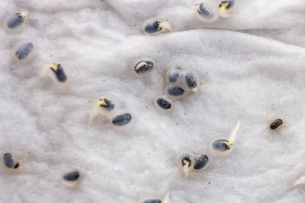 Primer plano de las semillas de albahaca que han germinado sobre una toalla de cocina empapada en agua húmeda —  Fotos de Stock