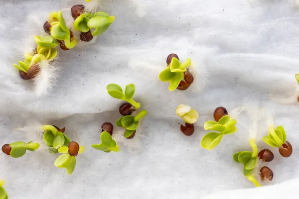 Крупный план китайских семян капусты, прорастающих на влажной воде замачивается кухонное полотенце — стоковое фото