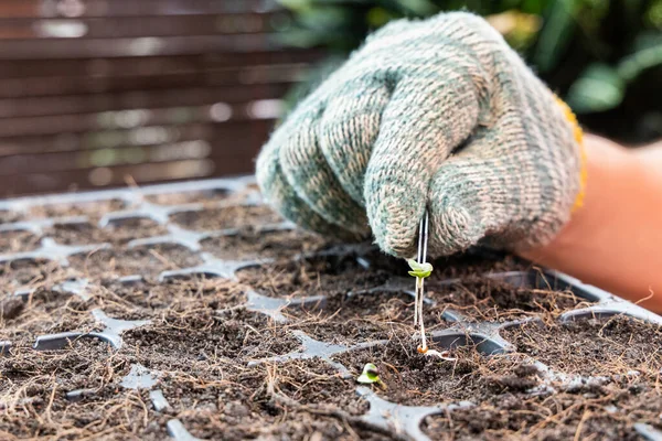 Mano con pinza intento de transferir germinado brote en germinación tratar con el suelo. —  Fotos de Stock