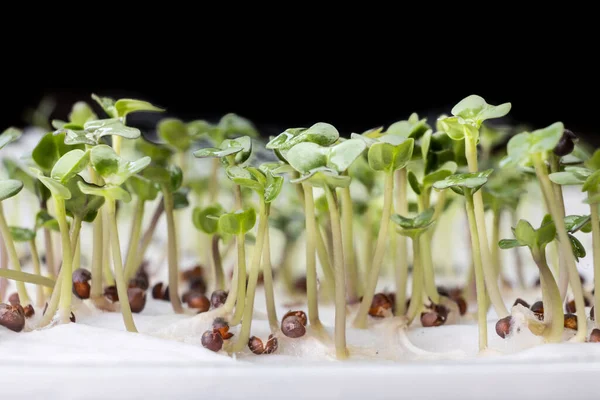 Close-up of Chinese flower cabbage or choy sum vegetable seeds that have germinated on moist water soaked kitchen towel — Stock Photo, Image