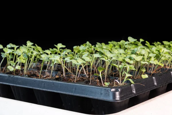 Chinese kale, spinach and cabbage baby vegetable grew on seeding germination tray — Stock Photo, Image