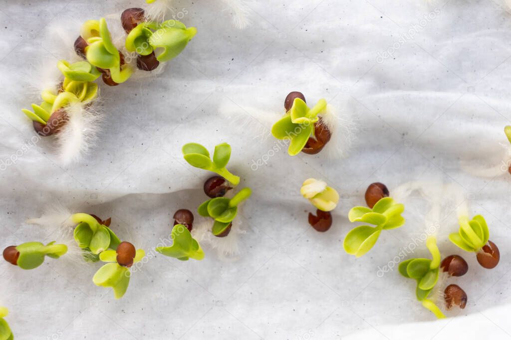 Close-up of Chinese kale seeds that have germinated on moist water soaked kitchen towel