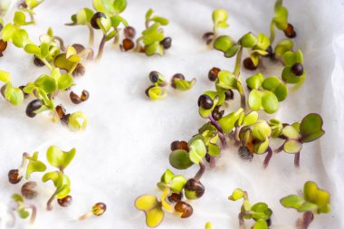 Yakın plan Çin lahana tohumları nemli suda filizlenmiş mutfak havlusunda.