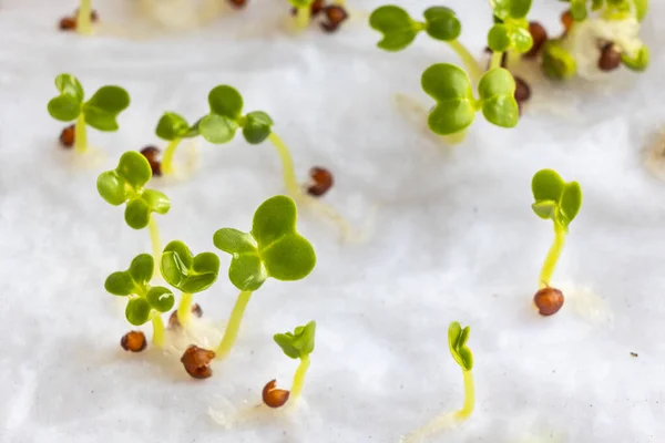 Крупный план китайской цветочной капусты или семян овощей, которые прорастают на влажной воде замачивается кухонное полотенце — стоковое фото