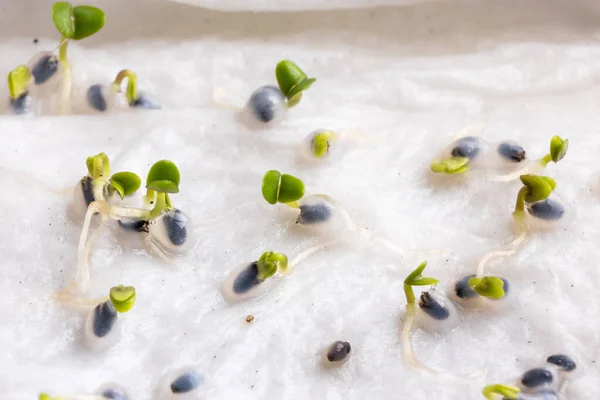 Detailní záběr bazalkových semen, která vyklíčila na vlhké vodě nasáklé kuchyňské utěrky — Stock fotografie