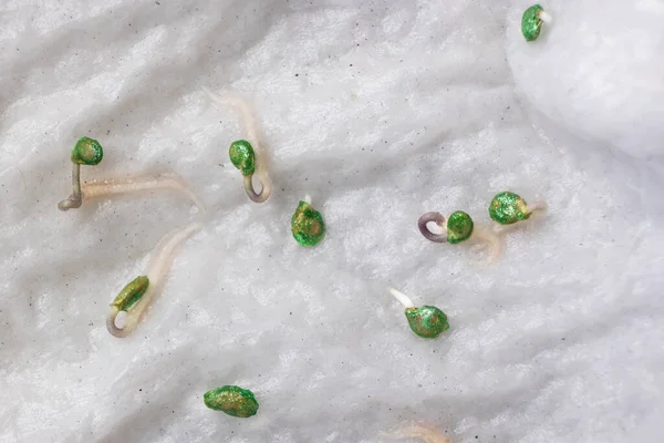 Overhead close-up of tomato seeds that have germinated on moist water soaked kitchen towel — Stock Photo, Image