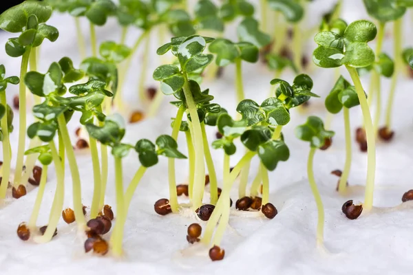 Close-up of Chinese flower cabbage or choy sum vegetable seeds that have germinated on moist water soaked kitchen towel — Stock Photo, Image