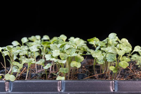 Крупный план китайского капустного детского овоща вырос на подносе для засева семян — стоковое фото