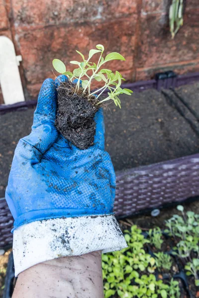 Guante que sostiene verduras germinadas con mala salud debido al riego excesivo con tierra húmeda que pudre las raíces —  Fotos de Stock