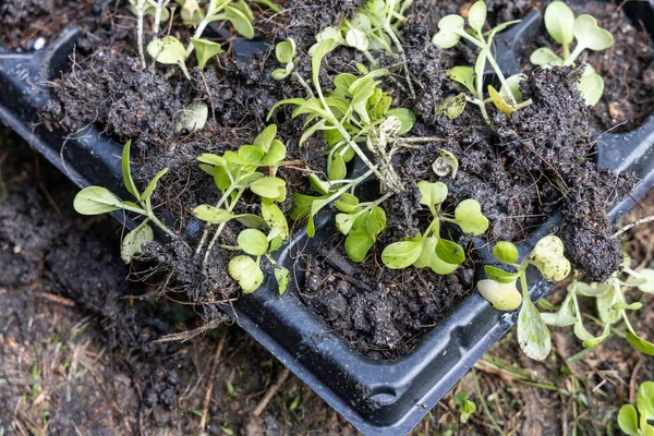 Vegetales germinados con mala salud debido al riego excesivo con tierra húmeda que pudre las raíces — Foto de Stock