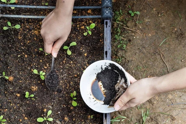 Vista aérea de los granos de café que se agregan a la planta de verduras bebé como fertilizante orgánico natural rico en nitrógeno para el crecimiento —  Fotos de Stock