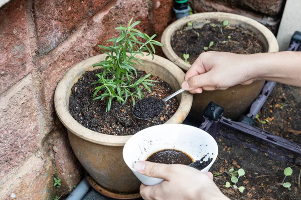 Marc de café étant ajouté à la plante de romarin comme engrais organique naturel riche en azote pour la croissance — Photo