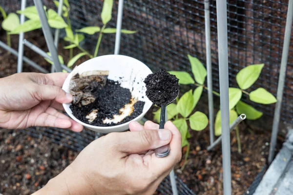 Café molido que se añade a las plantas vegetales como fertilizante orgánico natural rico en nitrógeno para el crecimiento — Foto de Stock
