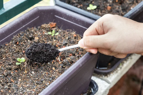 Café molido que se añade a la planta de albahaca bebé como fertilizante orgánico natural rico en nitrógeno para el crecimiento —  Fotos de Stock