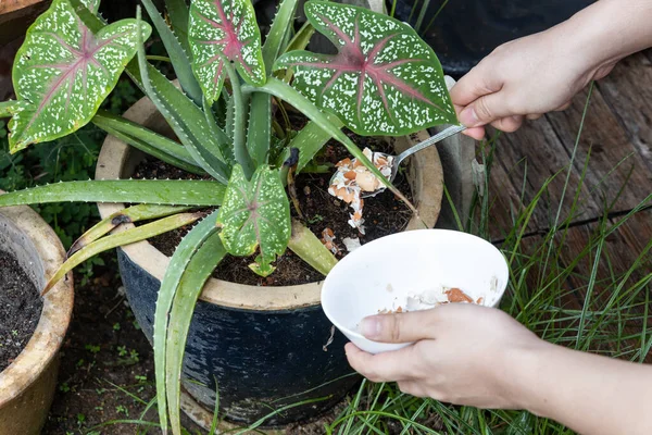 Persona alimentando cáscara de huevo triturada como fertilizante orgánico natural a planta de aloe vera en el jardín — Foto de Stock