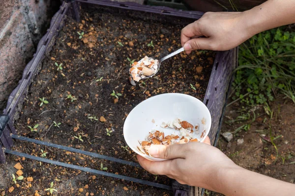 Людина, що годує подрібнену яєчну шкаралупу як природне органічне добриво для дитячого овоча в саду — стокове фото