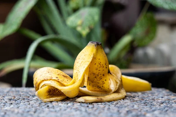 바나나는 정원 뒤쪽에 있는 무성하고 건강에 좋은 식물에 껍질을 벗긴다. 유기 비료의 훌륭 한 공급원. — 스톡 사진
