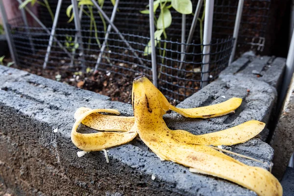 Banana peel against lush healthy plants in gardenin background. Good source of organic fertilizer. — Stock Photo, Image