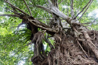 Taman Negara Ulusal Parkı 'ndaki doğal tropikal yağmur ormanlarının yeşilliklerine bakıyorum.