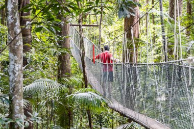 Taman Negara Ulusal Parkı yağmur ormanlarında tepe örtüsünde yürüyen bir turist