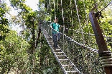 Taman Negara Ulusal Parkı yağmur ormanlarında tepe örtüsünde yürüyen bir turist