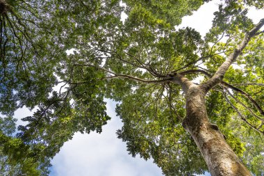 Taman Negara Ulusal Parkı 'ndaki doğal tropikal yağmur ormanlarının yeşilliklerine bakıyorum.