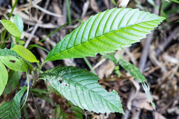 サンドペーパーリーフは天然のサンドペーパーとして、また貴重な薬用植物として広く使用されています。 — ストック写真