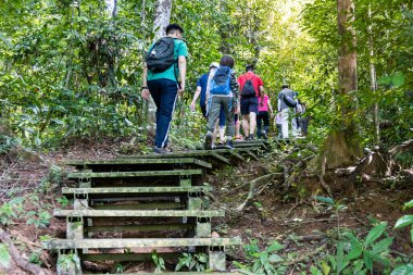 Turistler doğal ve manzaralı Taman Negara Ulusal Parkı 'nda ahşap patikada yürüyorlar.