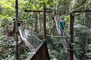 Taman Negara Ulusal Parkı yağmur ormanlarında tepe örtüsünde yürüyen bir turist