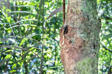 Malezya 'daki Taman Negara Ulusal Parkı' nda ağaç gövdesinde adı Kelulut olan iğnesiz bal arısı yuvası