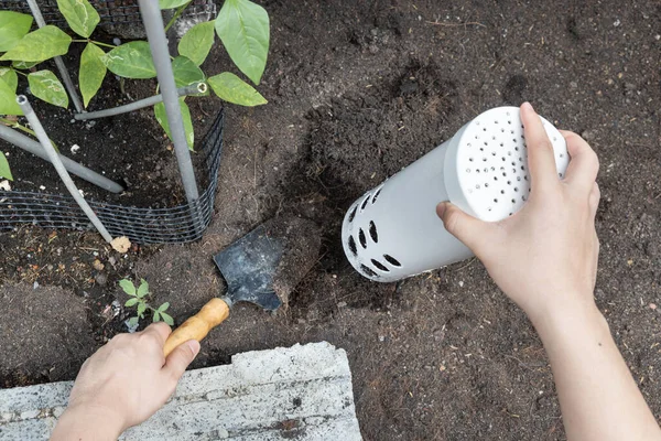 Orang yang memasang menara cacing ke dalam tanah di kebun untuk komposisi organik — Stok Foto