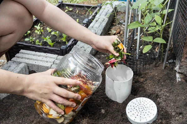 Persona llenando la torre de gusanos con residuos orgánicos de cocina. La actividad del gusano convierte el material en compost para enriquecer el suelo —  Fotos de Stock