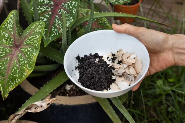 Hand holding crushed egg shell and spent coffee grounds in bowl. Natural organic fertilizers for gardening rich in nitrogen, calcium and potassium — Stock Photo, Image