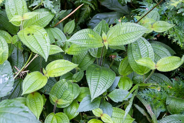 熱帯雨林にはクリデミア・ヒルタやセンドゥーク・ブルフといった植物があり、薬効がある。 — ストック写真