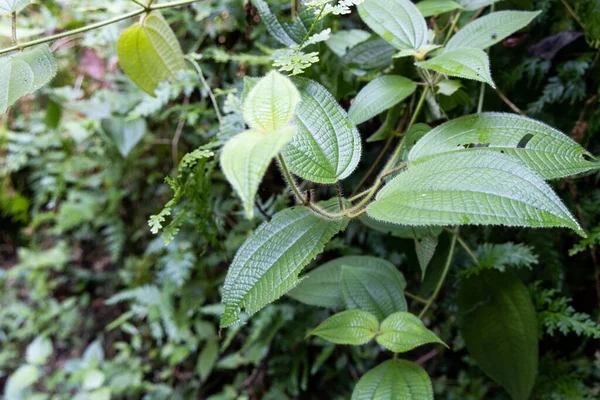 熱帯雨林にはクリデミア・ヒルタやセンドゥーク・ブルフといった植物があり、薬効がある。 — ストック写真