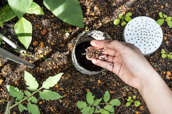 Pandangan di atas kepala pada tangan makan merah penggeliat cacing tanah ke menara cacing untuk vermicomposting — Stok Foto