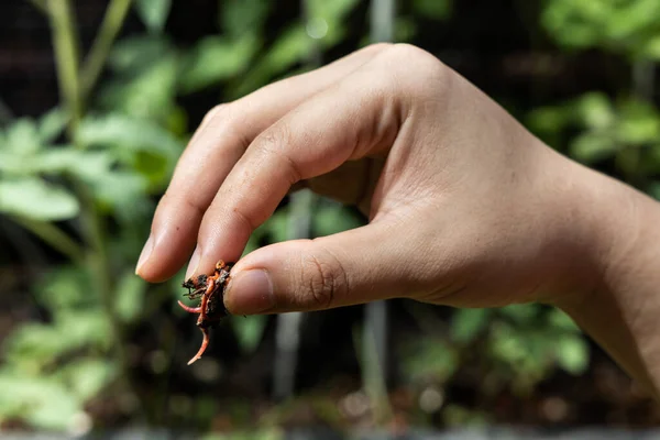 Tangan menjepit rumpun merah menggeliat cacing tanah terhadap tanaman di latar belakang. Mereka digunakan dalam vermicomposting untuk meningkatkan kualitas tanah — Stok Foto