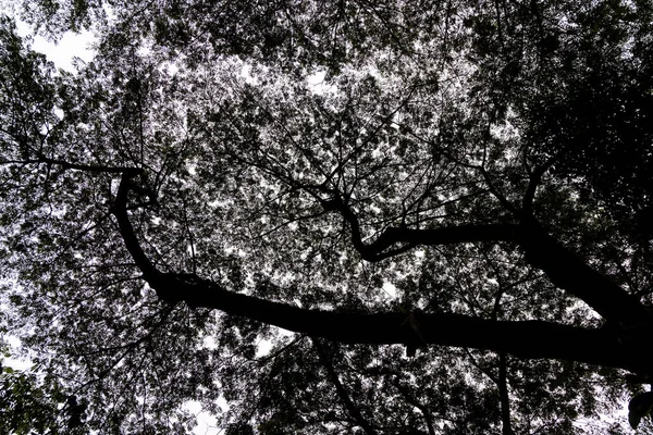 Tree branches and foliage of mature rainforest in sihouette against bright sky — Stock Photo, Image